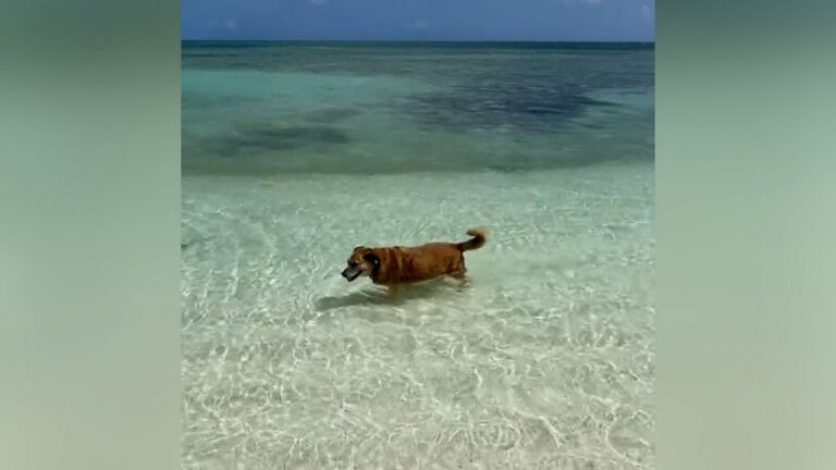 WATCH:  Meet the blind, deaf dog who acts as a ‘host’ for this Turks and Caicos Airbnb