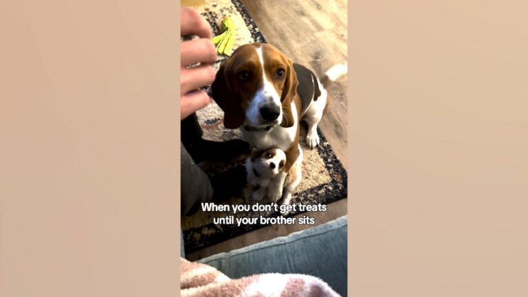 WATCH:  Dog gets puppy sibling to sit for a treat