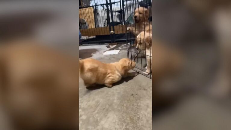 WATCH:  ‘Tripod’ puppy doesn’t let her missing paw hold her back