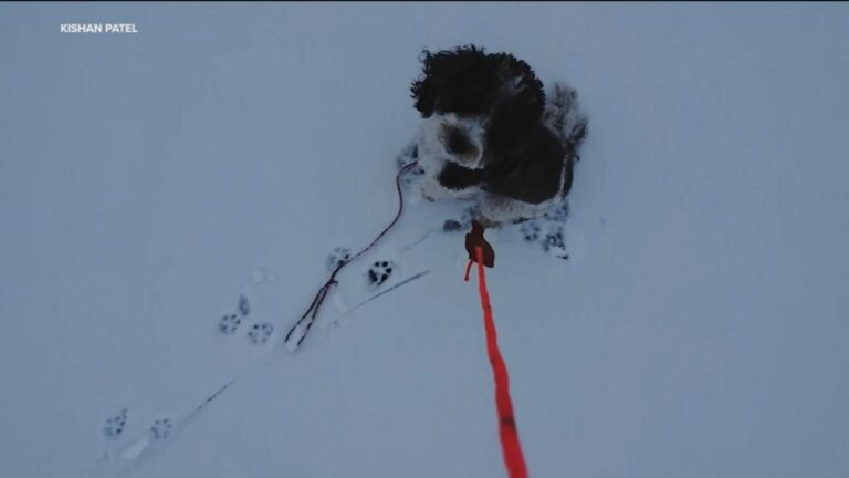 WATCH:  Drone owner helps save dog from frozen lake