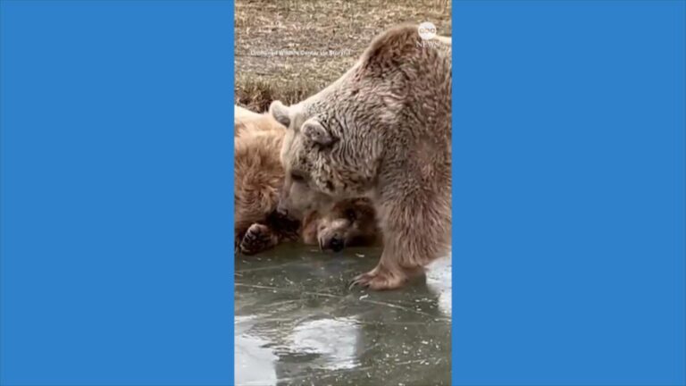WATCH:  Bears enjoy frozen pond at New York sanctuary