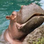 WATCH:  Disney’s Animal Kingdom celebrates Viviana the hippo’s 50th birthday