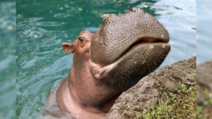 WATCH:  Disney’s Animal Kingdom celebrates Viviana the hippo’s 50th birthday