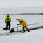 WATCH:  New York Rangers rescue Moose in the ice