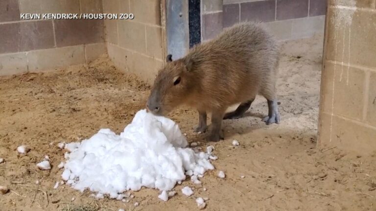 WATCH:  Houston zoo animals play in the snow