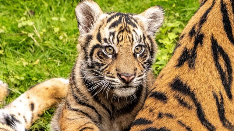 WATCH:  Tiger cub makes official ‘onstage’ debut at Disney’s Animal Kingdom