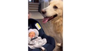 WATCH:  We’re melting over this dog meeting his human brother for the 1st time