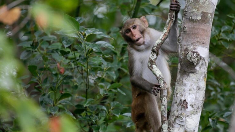 Last 4 escaped monkeys are captured in South Carolina after months on the loose