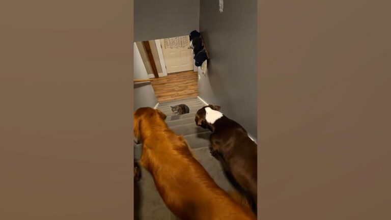 WATCH:  Cat’s ruthless stare prevents dog siblings from going down the steps