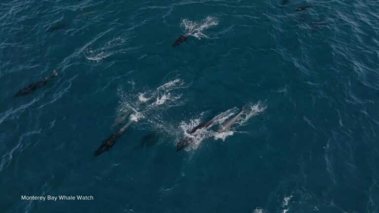 WATCH:  Thousands of dolphins swim together in California’s Monterey Bay