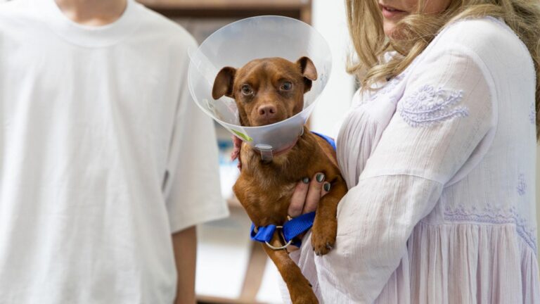 WATCH:  2-year-old chihuahua found sprinting on highway reunited with family