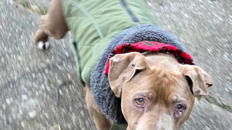 Michigan veterinarian faces theft charge after refusing to return homeless man’s dog