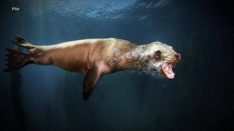 WATCH:  ‘Demonic’ sea lions have Californians concerned