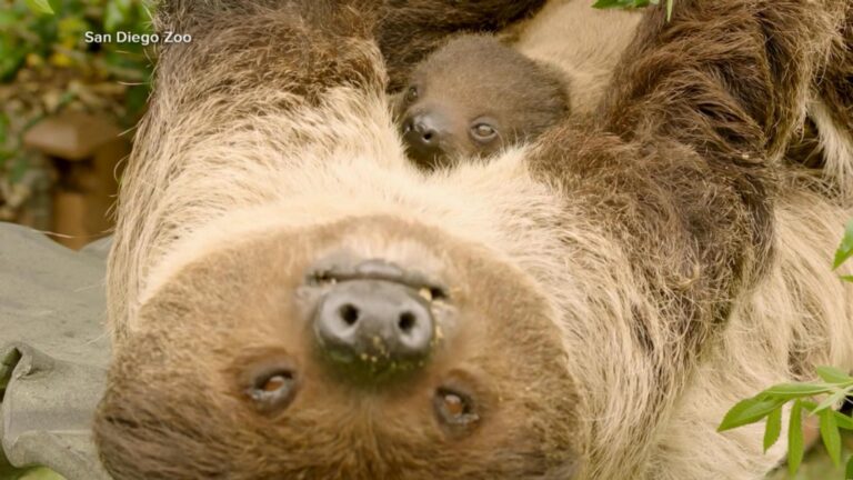 WATCH:  New footage shows baby sloth at San Diego Zoo