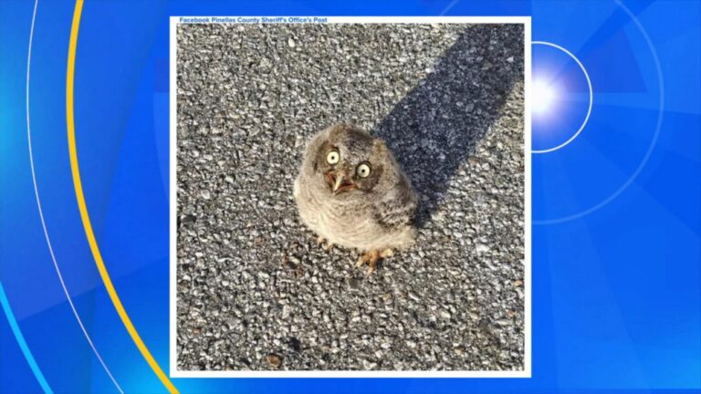 WATCH:  Police detective rescues baby owl from oncoming traffic