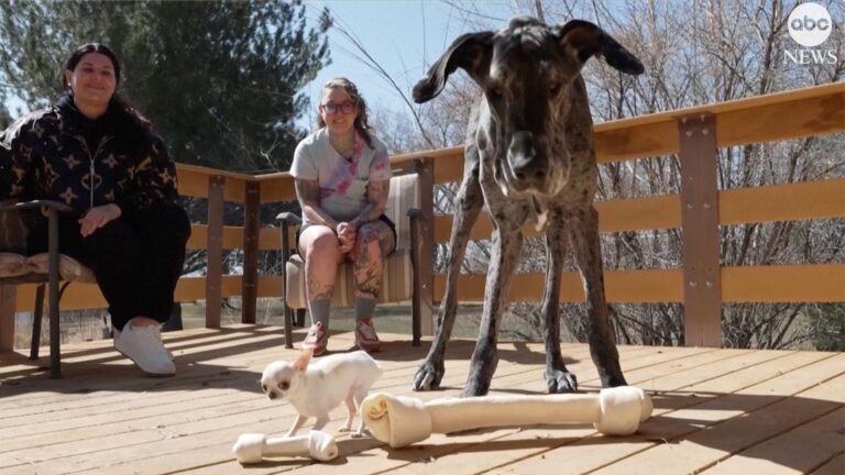 WATCH:  World’s tallest dog meets world’s shortest dog
