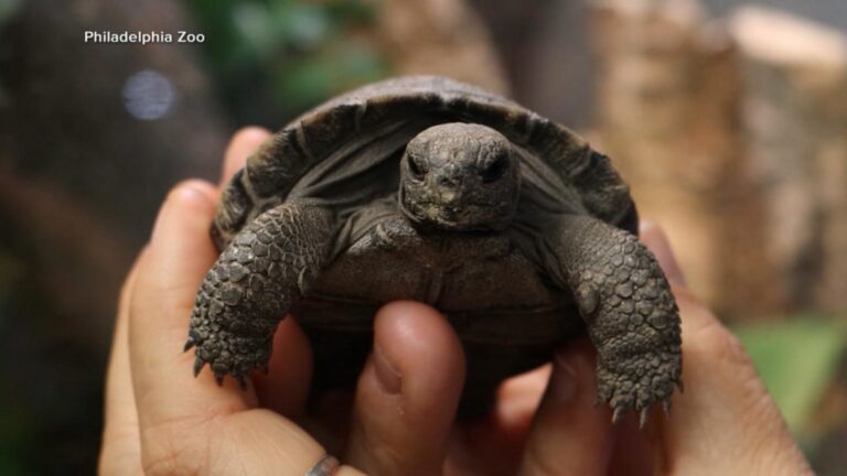 WATCH:  Philadelphia Zoo names baby tortoises after ‘Golden Girls’ characters