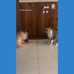 WATCH:  Dog and cat face off for last bite of food