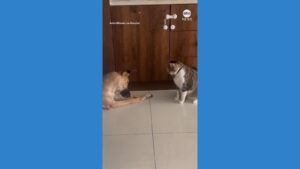 WATCH:  Dog and cat face off for last bite of food