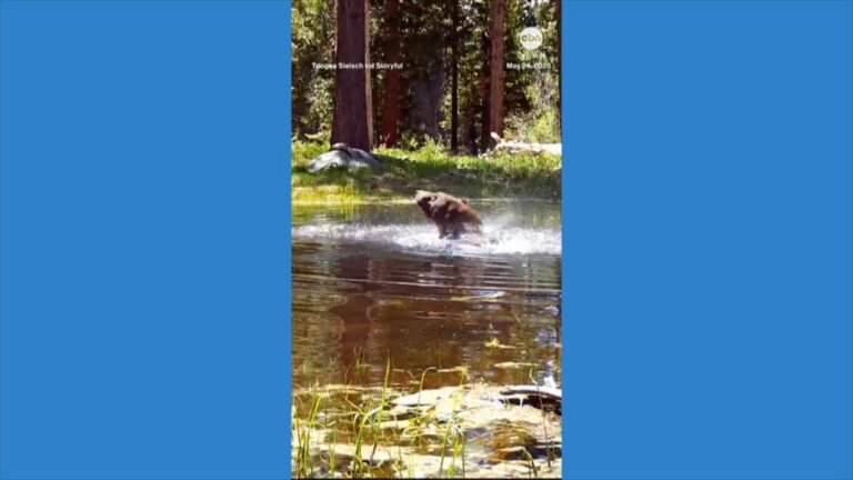 WATCH:  Bear enjoys refreshing swim in pond