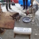 WATCH:  Get your daily dose of cuteness with puppy cam