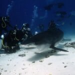 WATCH:  How ‘Jaws’ impacted public perception of sharks