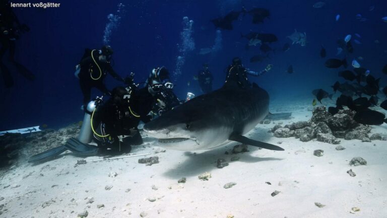 WATCH:  How ‘Jaws’ impacted public perception of sharks