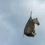 WATCH:  Escaped zebra captured after a week on the run