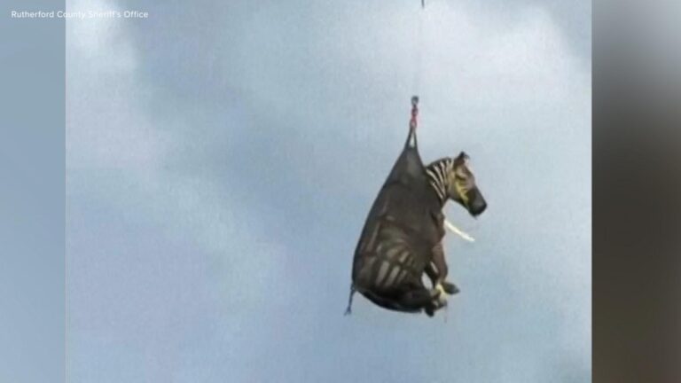 WATCH:  Escaped zebra captured after a week on the run