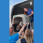 WATCH:  Shelter animals relocated after Texas floods