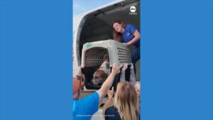 WATCH:  Shelter animals relocated after Texas floods