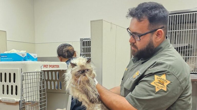 Woman arrested for allegedly leaving 100 cats in a U-Haul