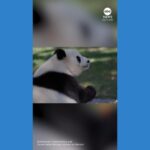 WATCH:  Zoo throws birthday party for giant panda