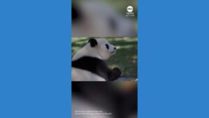 WATCH:  Zoo throws birthday party for giant panda