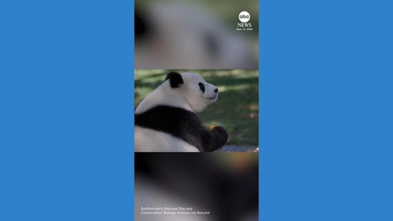 WATCH:  Zoo throws birthday party for giant panda